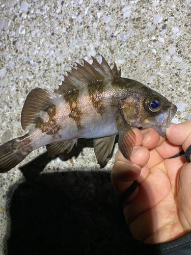 メバルの釣果