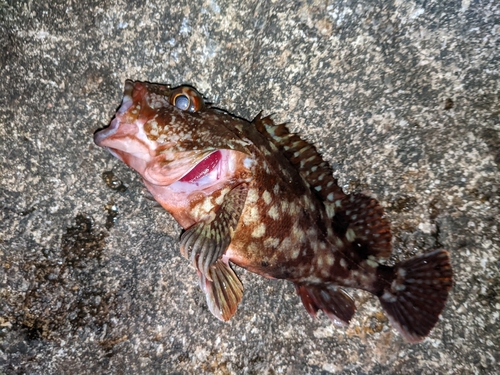 カサゴの釣果