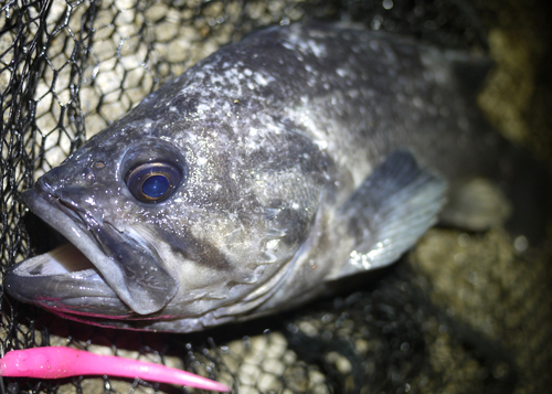 クロソイの釣果