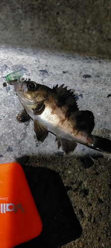 メバルの釣果