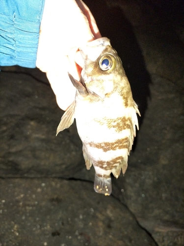 シロメバルの釣果