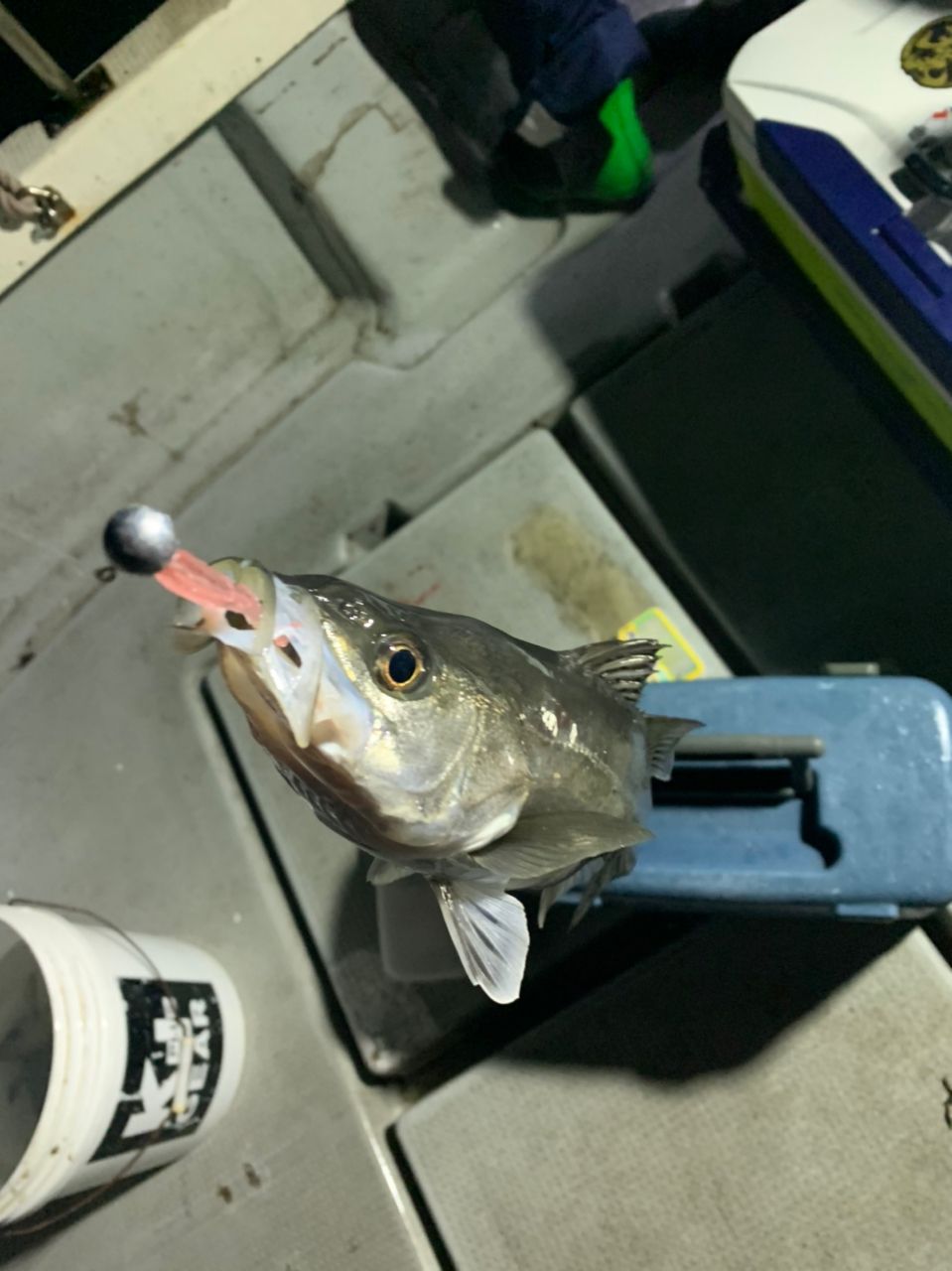 taka0762さんの釣果 1枚目の画像