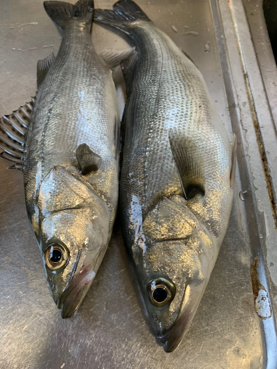 taka0762さんの釣果 2枚目の画像