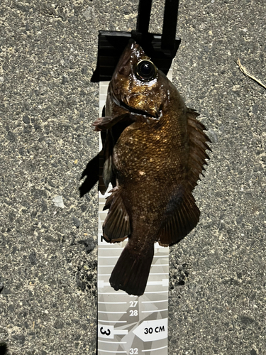 メバルの釣果