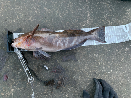 アイナメの釣果