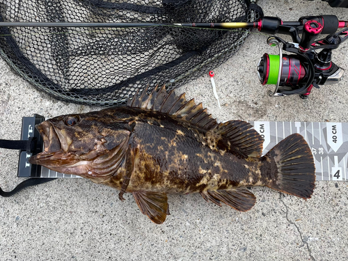 ベッコウゾイの釣果