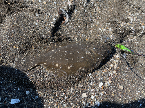 カレイの釣果