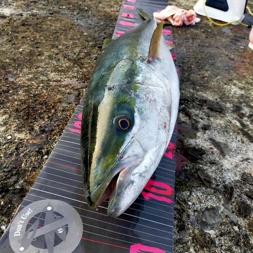 ブリの釣果