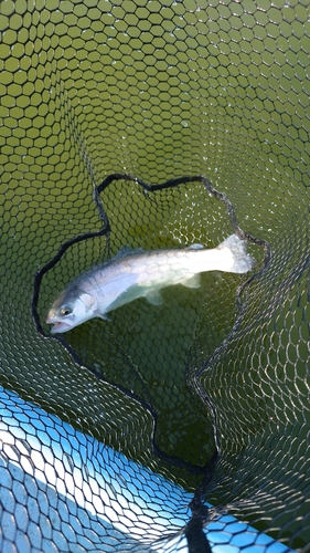 ニジマスの釣果