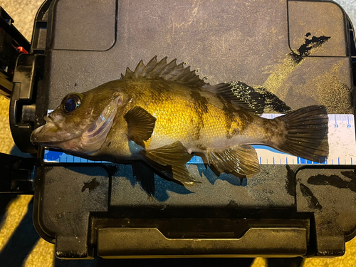 メバルの釣果