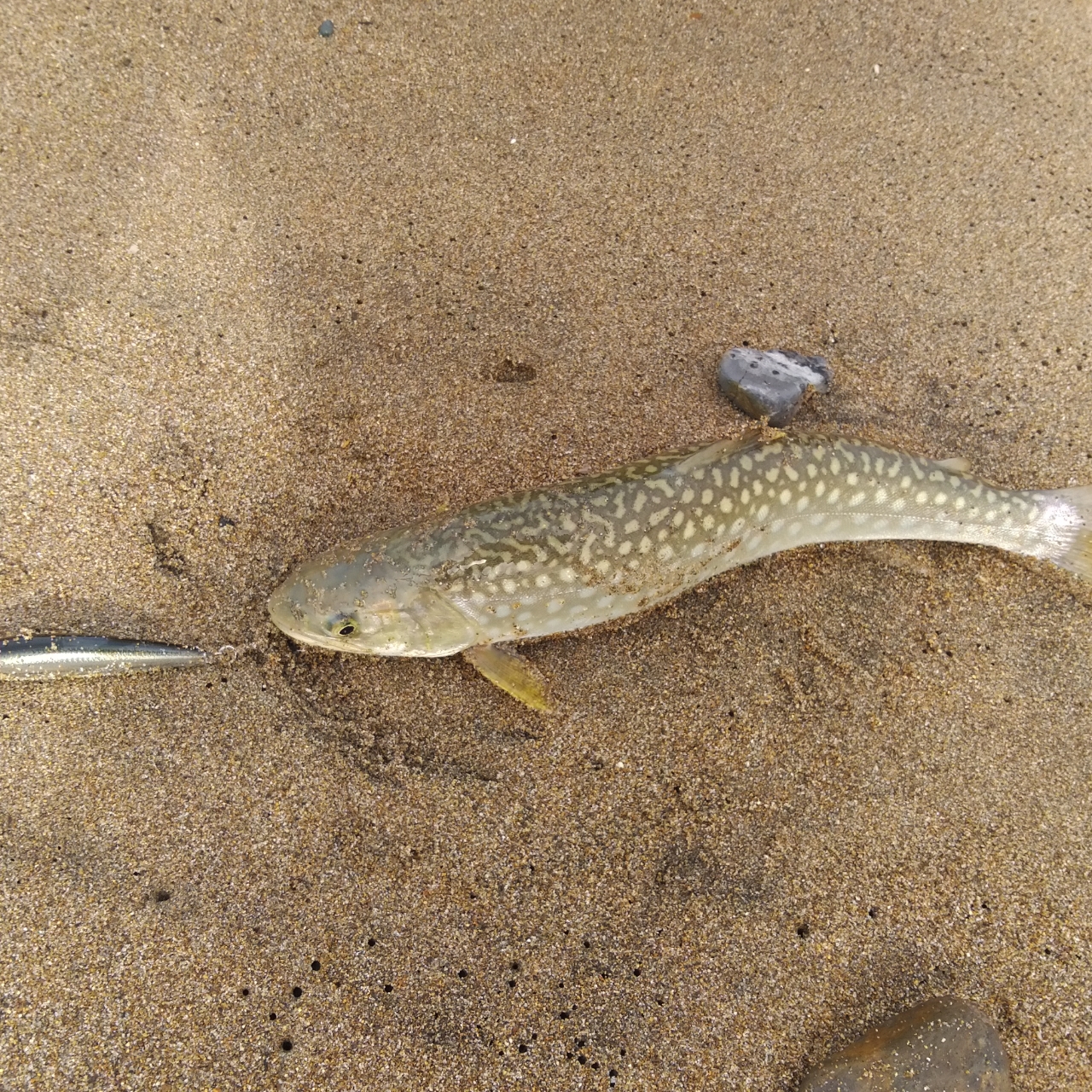 アメマス