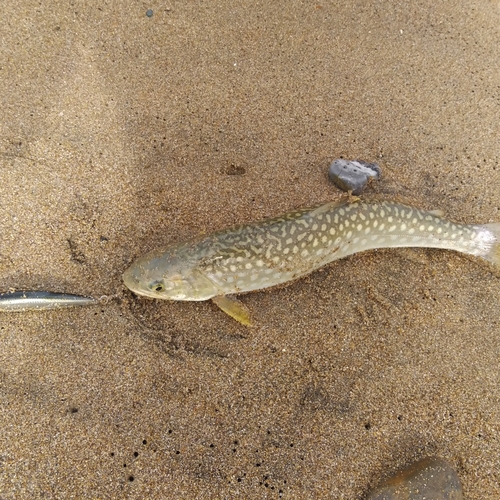 アメマスの釣果