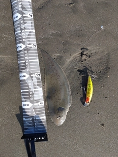 シタビラメの釣果