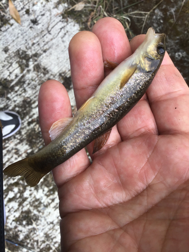 アブラハヤの釣果