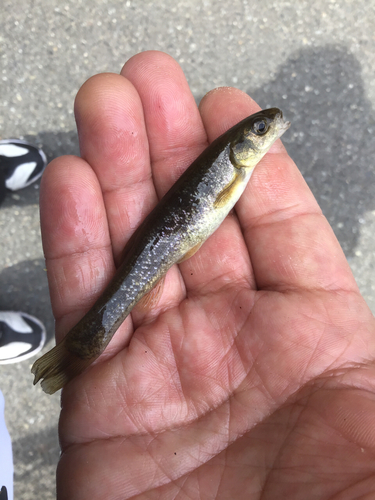 アブラハヤの釣果