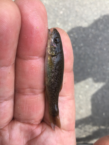 アブラハヤの釣果