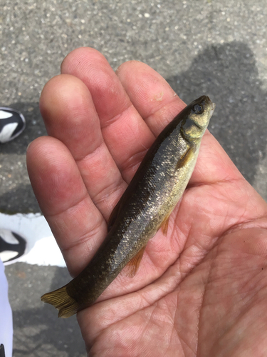 アブラハヤの釣果