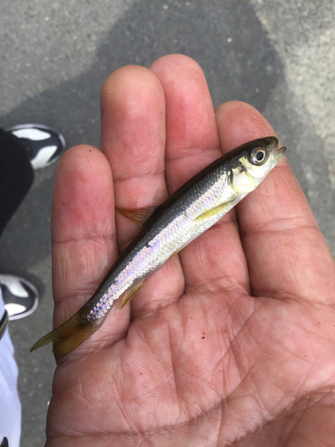 カワムツの釣果