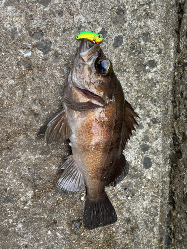 アカメバルの釣果