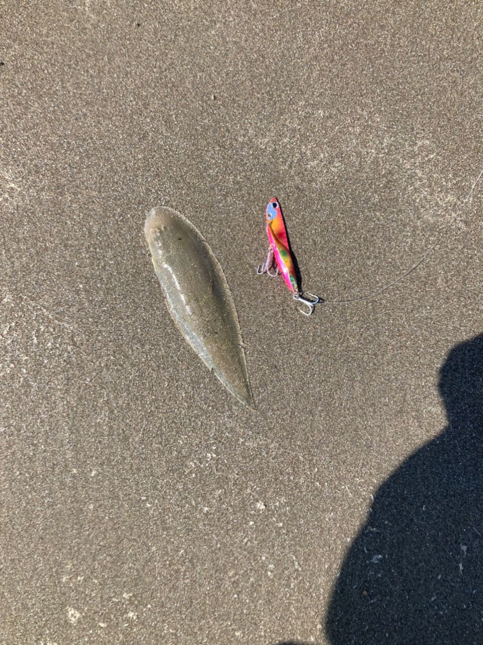 シタビラメ