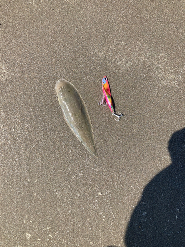 シタビラメの釣果