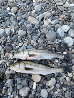 シーバスの釣果