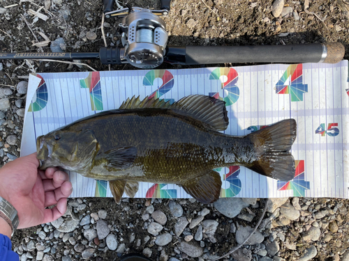 スモールマウスバスの釣果