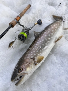 アメマスの釣果