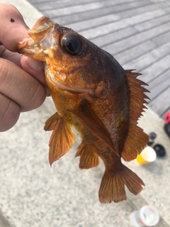 クロメバルの釣果