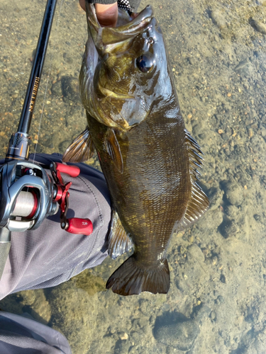 スモールマウスバスの釣果