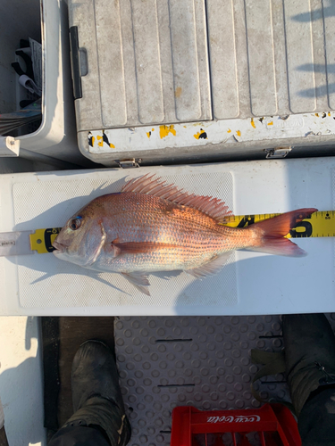 マダイの釣果