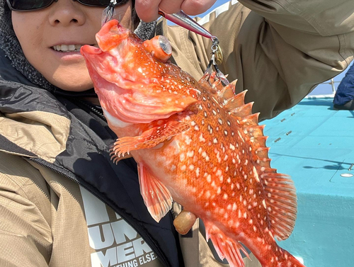 ウッカリカサゴの釣果