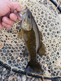 スモールマウスバスの釣果