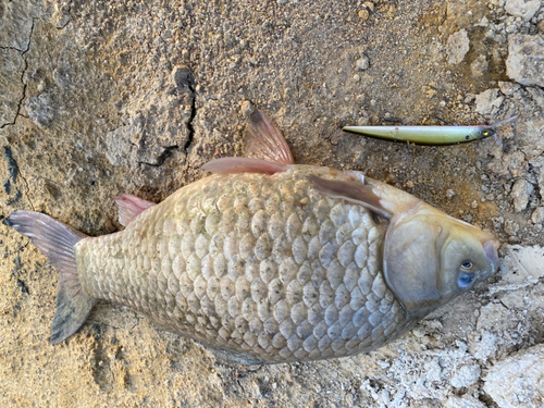 フナの釣果