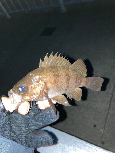 シロメバルの釣果