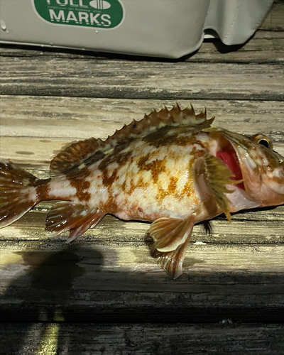 カサゴの釣果