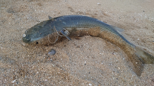 ボラの釣果