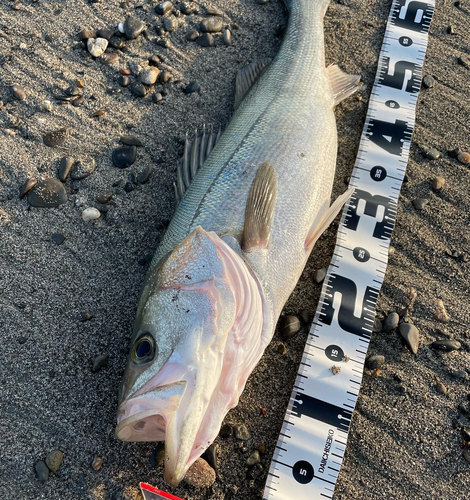 マダカ（マルスズキ）の釣果