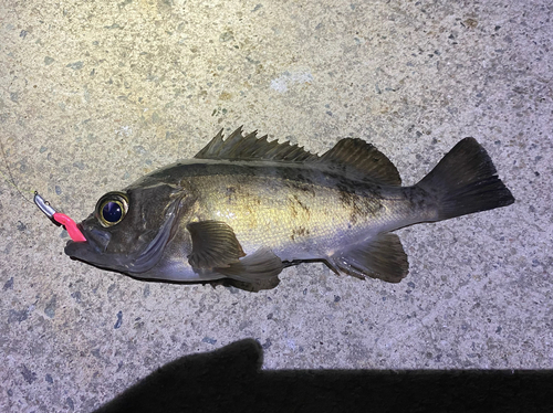 クロメバルの釣果