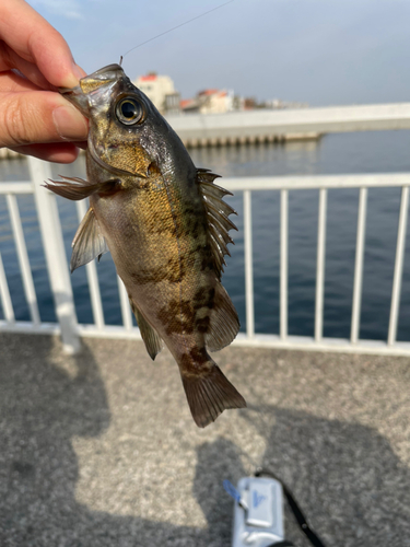 メバルの釣果