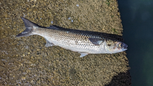 ボラの釣果