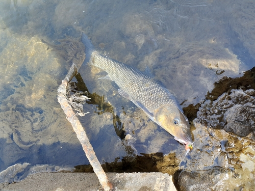 ニゴイの釣果