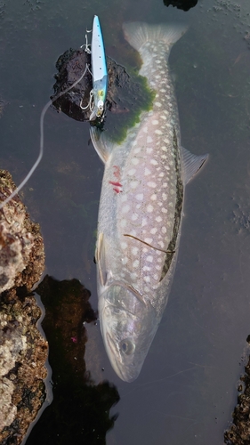 アメマスの釣果