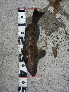 アイナメの釣果