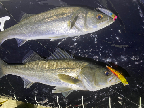 シーバスの釣果