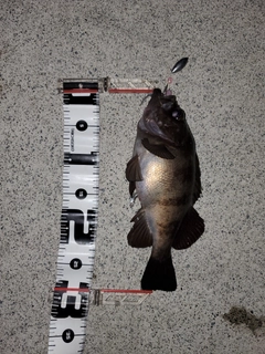 メバルの釣果