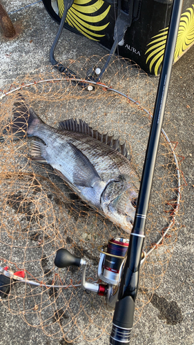 クロダイの釣果