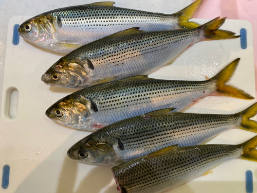 コノシロの釣果