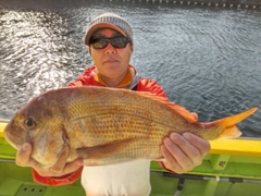 マダイの釣果