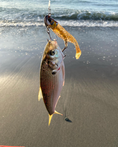 コノシロの釣果